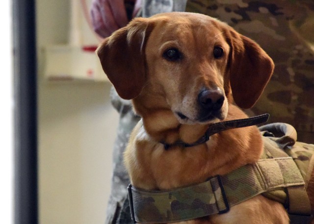 Army dogs get the best vet care, attention while they save Soldiers' lives in Afghanistan