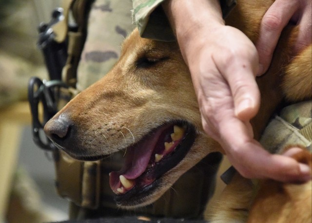 Army dogs get the best vet care, attention while they save Soldiers' lives in Afghanistan
