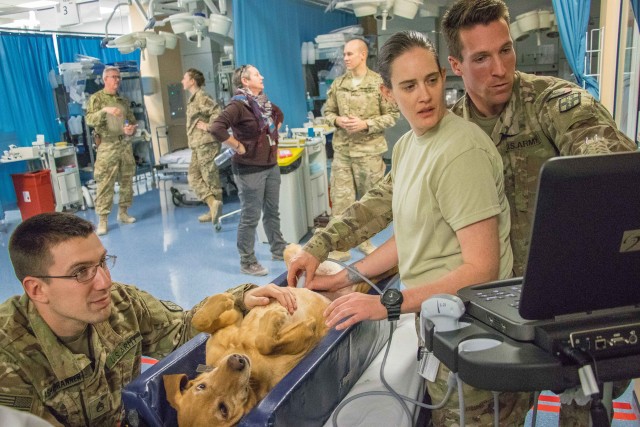 Army dogs get the best vet care, attention while they save Soldiers' lives in Afghanistan