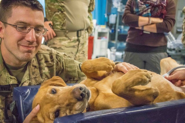 Army dogs get the best vet care, attention while they save Soldiers' lives in Afghanistan