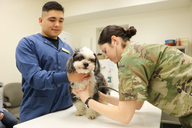 Veterinary Teamwork prevents travel delays for furry family members 