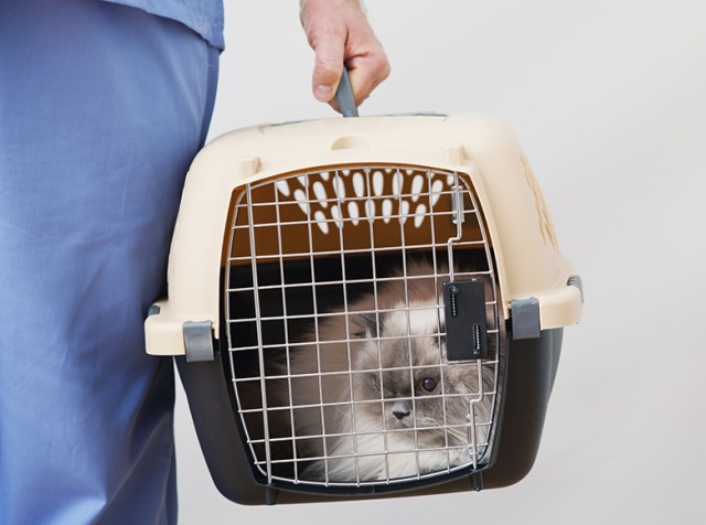 Traveling, moving with pets takes extra preparation