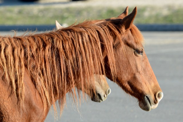 Bronco Brigade Soldiers greeted by wild horses