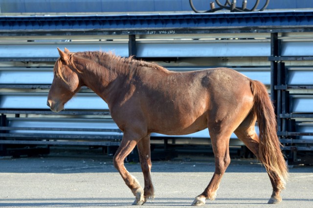 Bronco Brigade Soldiers greeted by wild horses
