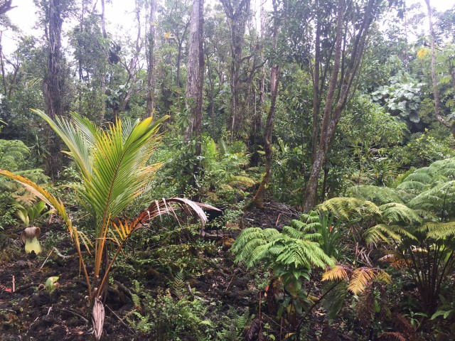 University of Hawaii at Hilo (UHH) research plots at KMR