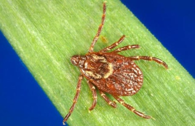 Protect your family against tick-borne illnesses this spring