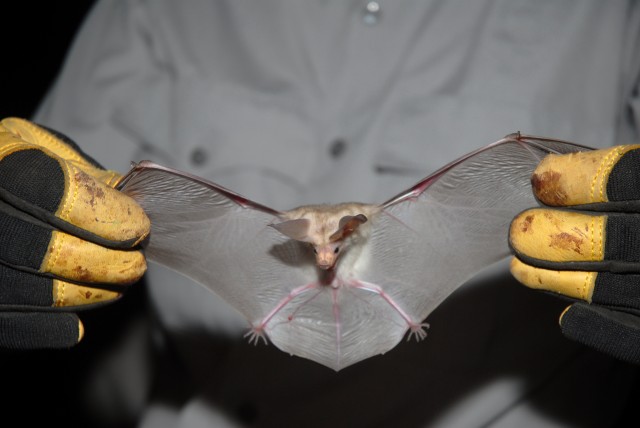U.S. Army Yuma Proving Ground protects bat species