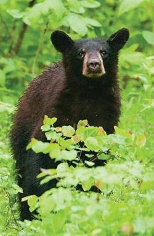 MDC : Don't feed bears (for the bears' sake)