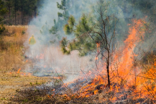 How Does Fire Affect The Ecosystem