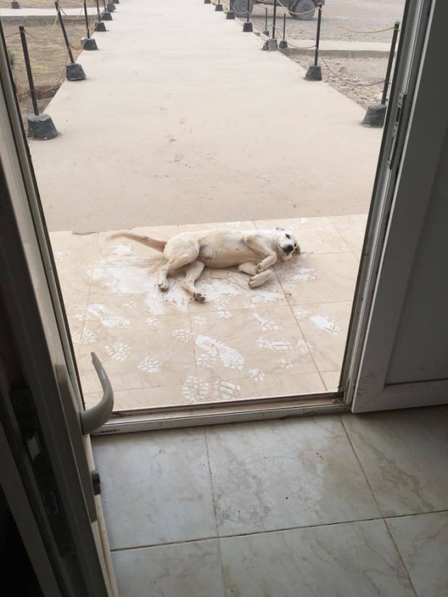 Erby of Iraq: Soldier to reunite with stray dog she adopted while deployed