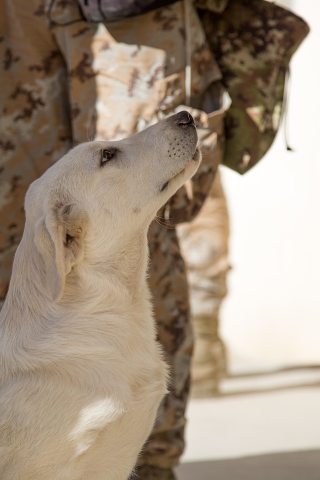 Erby of Iraq: Soldier to reunite with stray dog she adopted while deployed