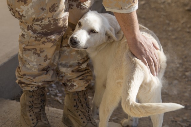 Erby of Iraq: Soldier to reunite with stray dog she adopted while deployed