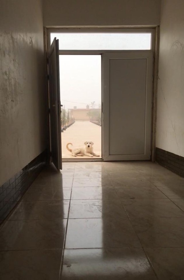 Erby of Iraq: Soldier to reunite with stray dog she adopted while deployed