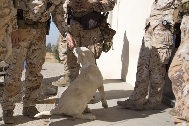 Erby of Iraq: Soldier to reunite with stray dog she adopted while deployed