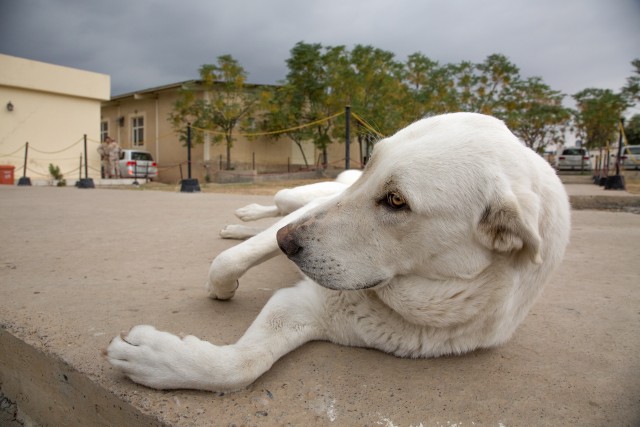 Erby of Iraq: Soldier to reunite with stray dog she adopted while deployed