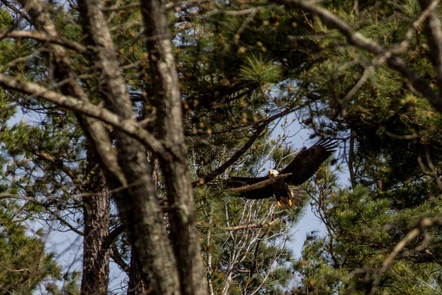 Bald Eagles call Fort Campbell home