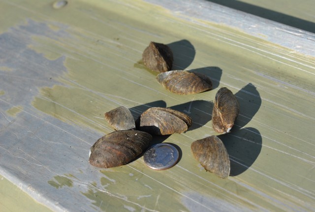 Zebra mussels found at Corps lakes