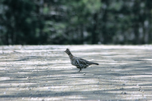 Fort McCoy Wildlife