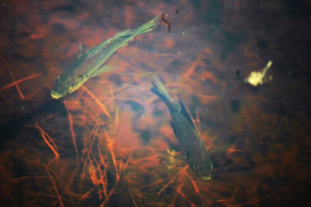 Fort McCoy Wildlife