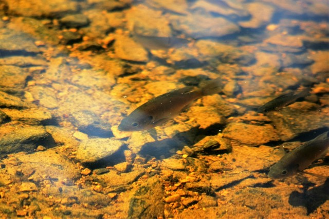 Fort McCoy Wildlife
