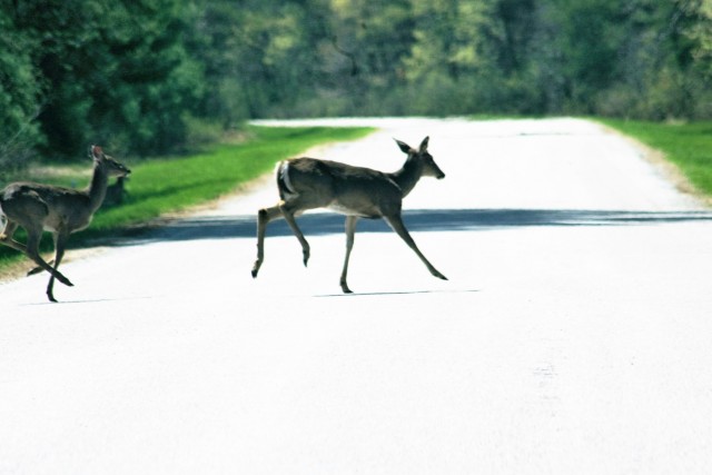 Fort McCoy Wildlife