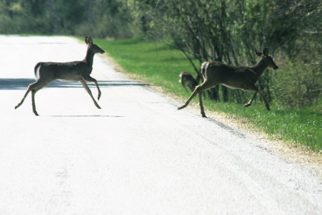 Fort McCoy Wildlife