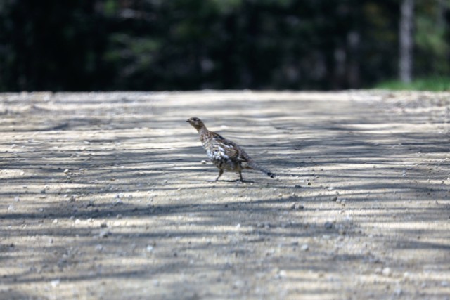 Fort McCoy Wildlife