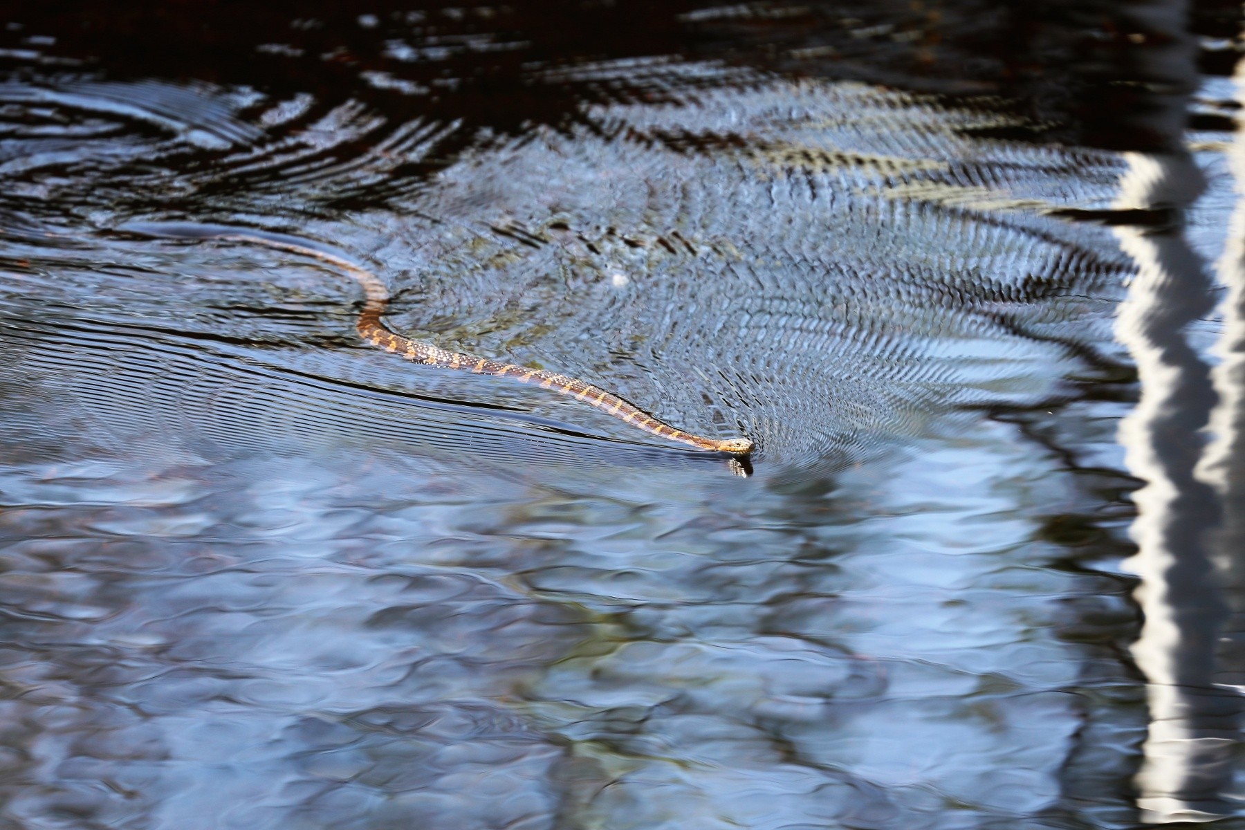 Photo Essay: Fort McCoy Wildlife | Article | The United States Army