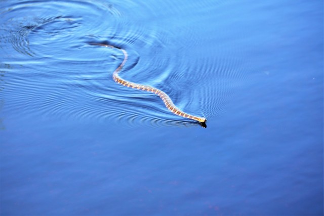 Fort McCoy Wildlife