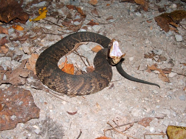 Cottonmouth