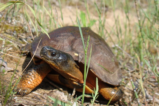 Chasing turtles: Fort Drum wildlife biologist investigating wood turtle populations on post