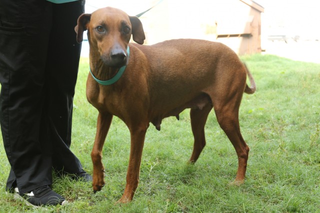 Fort Stewart vet clinic houses adoptable strays