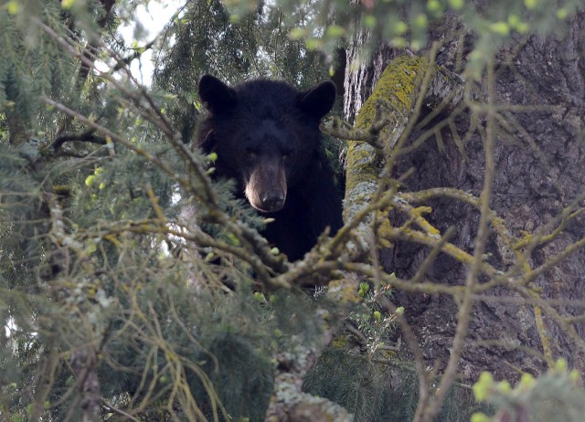 Young bear