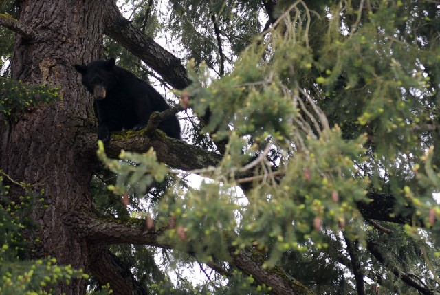 Young bear