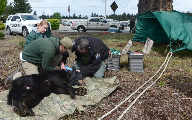 Bear safely tranquilized