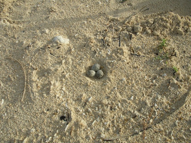 Kentish Plover eggs on Torii Beach beach