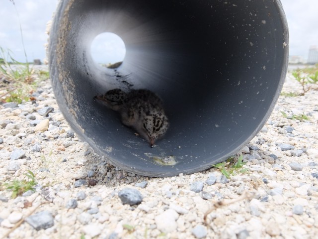 Little tern chicks hiding in pipe shelter.