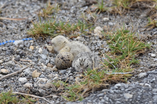 Little tern hatchlings in nest with egg.