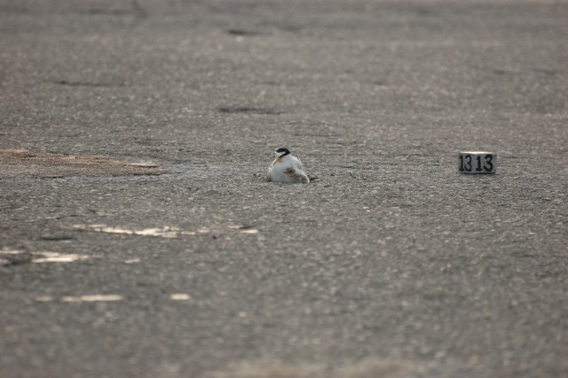 Little Tern chicks with adult in nest (they nest in aged asphalt at Naha).
