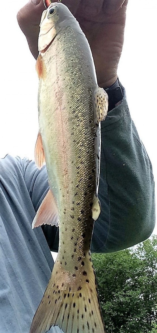 Continued improvements to fishing habitat planned at Fort McCoy