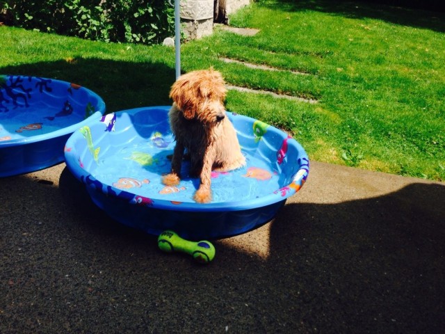 Public Health Corner: Summer Safety Tips: Pet and Insect Edition