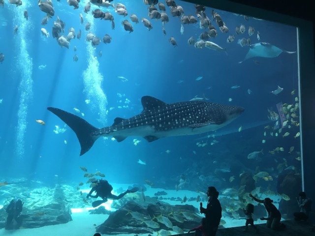 Whale shark