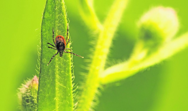 Bloodsucking tick
