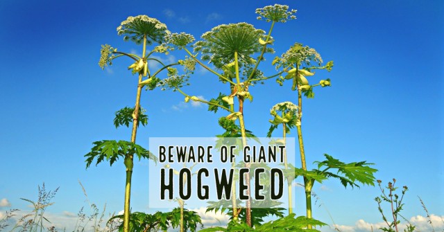 Hogweed
