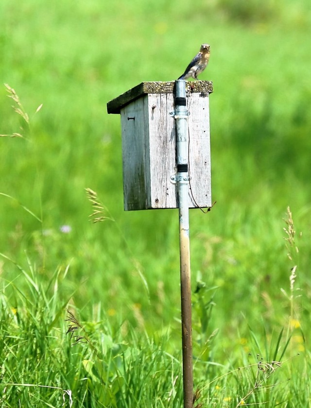 Fort McCoy part of annual statewide bluebird survey