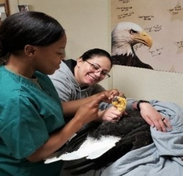 Animal care specialists examine captive bald eagles