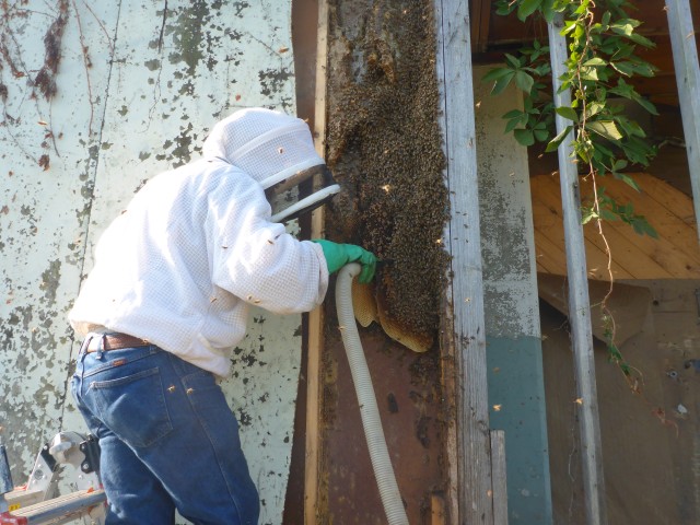 Army officials relocate bees during demolition at LCAAP