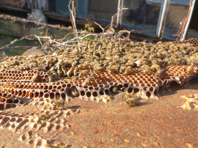 Army officials relocate bees during demolition at LCAAP
