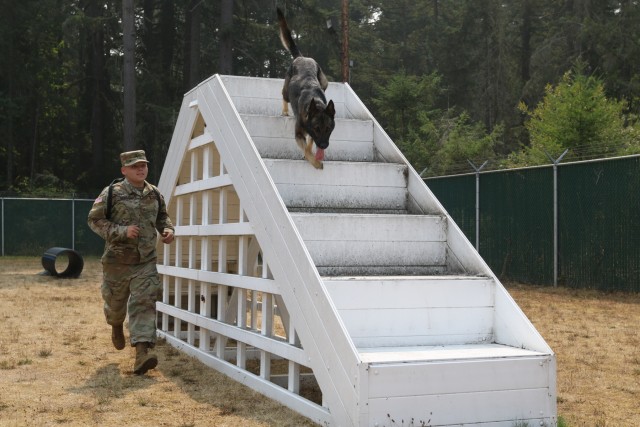 Military Working Dog bonds with his handler