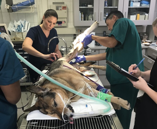 VMCE helps injured MWD get back on his feet